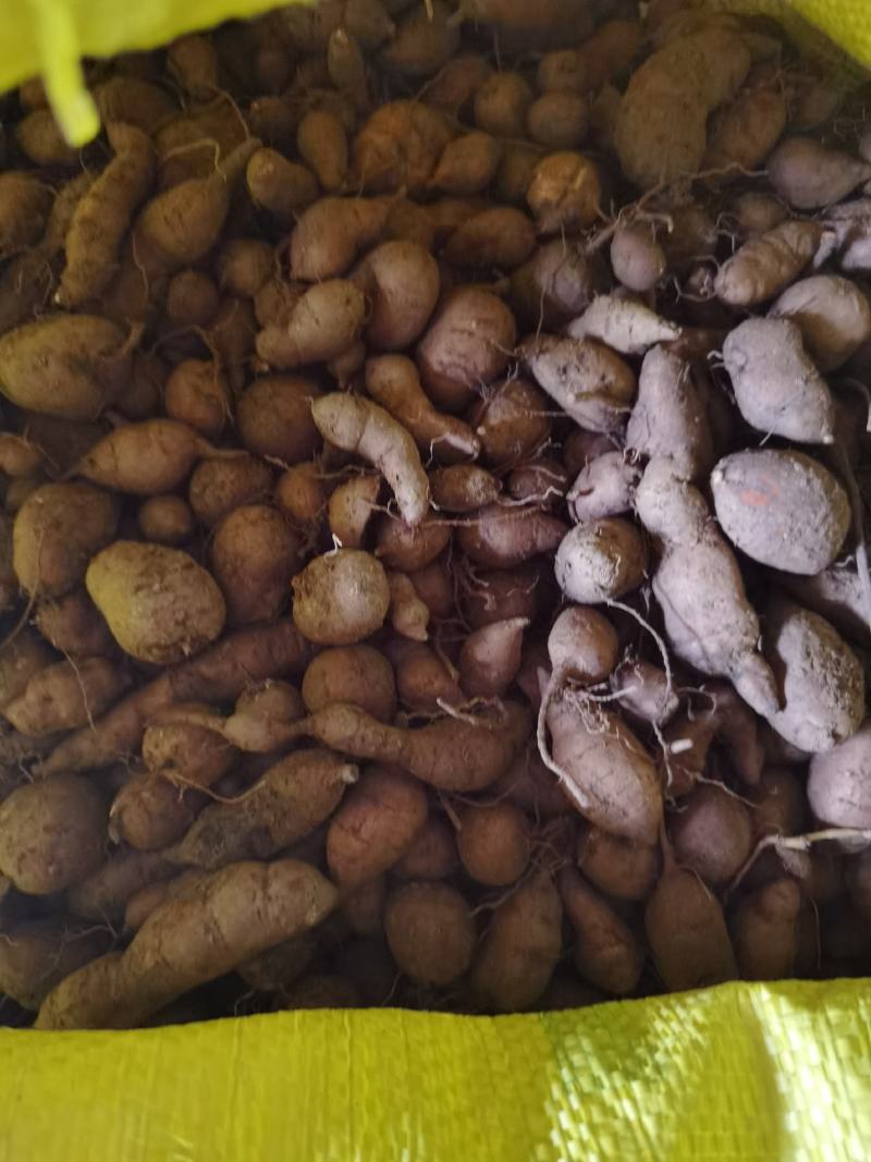 现挖现卖三叶青，保质保量，一年四季可供鲜果，欢迎你的光临