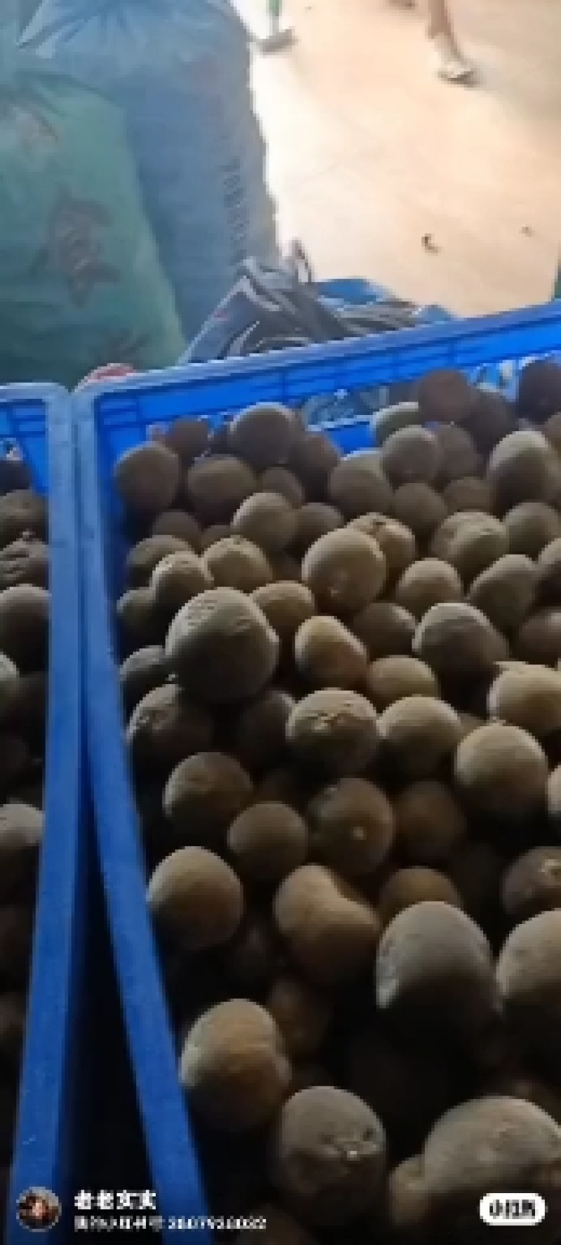 化州橘红果，正宗化橘红，精品货源，诚信经营，欢迎选购
