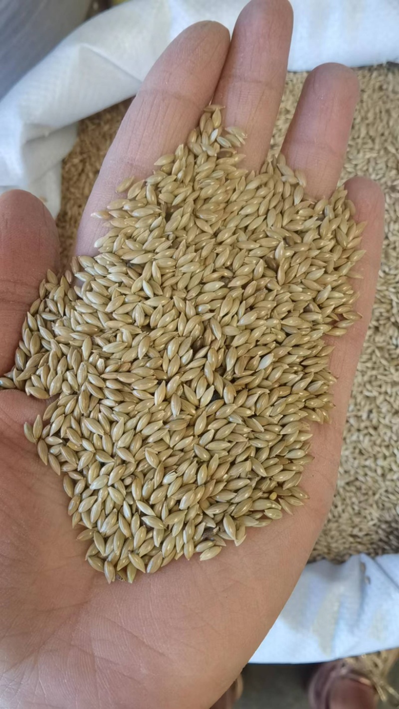 加纳利子鹦鹉鸟食白尖栗金丝雀籽现货袋装50斤