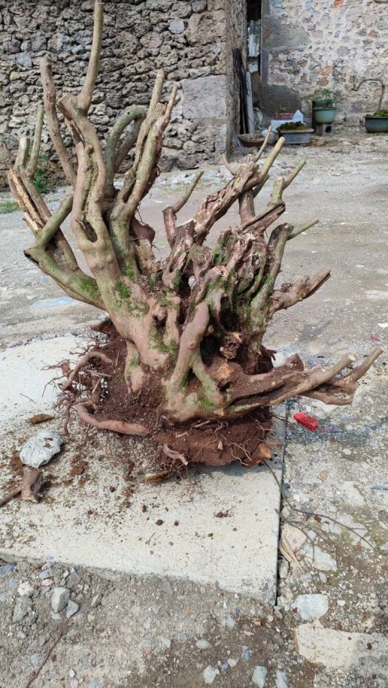 精品映山红高90宽80东西不错喜欢的老板带图联系
