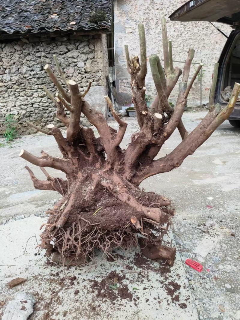 精品映山红高90宽80东西不错喜欢的老板带图联系