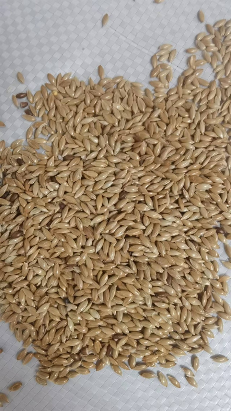 加纳利子鹦鹉鸟食白尖栗金丝雀籽现货袋装50斤
