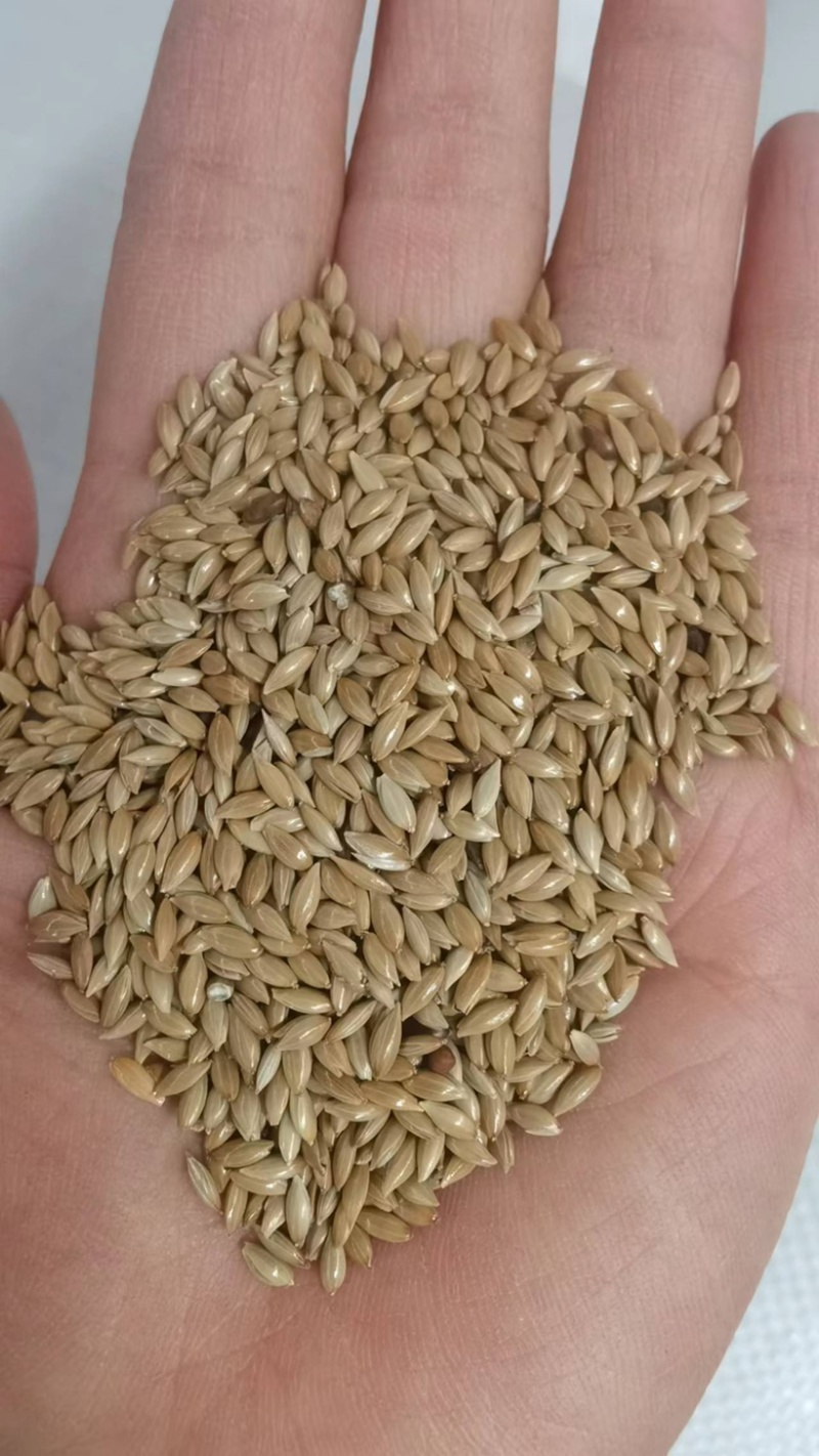 加纳利子鹦鹉鸟食白尖栗金丝雀籽现货袋装50斤