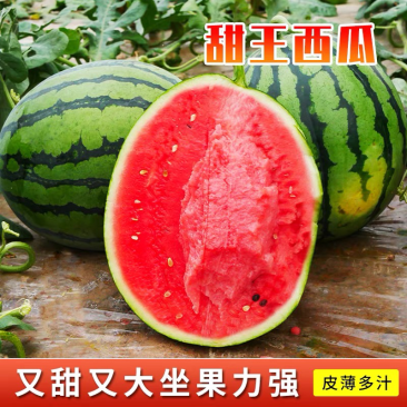 【热销】陕西甜王西瓜，皮薄肉厚个头均匀，提供一条龙服务供应