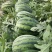 【西瓜节】甜王西瓜，陕西精品西瓜，个头均匀基地直发，全国供应