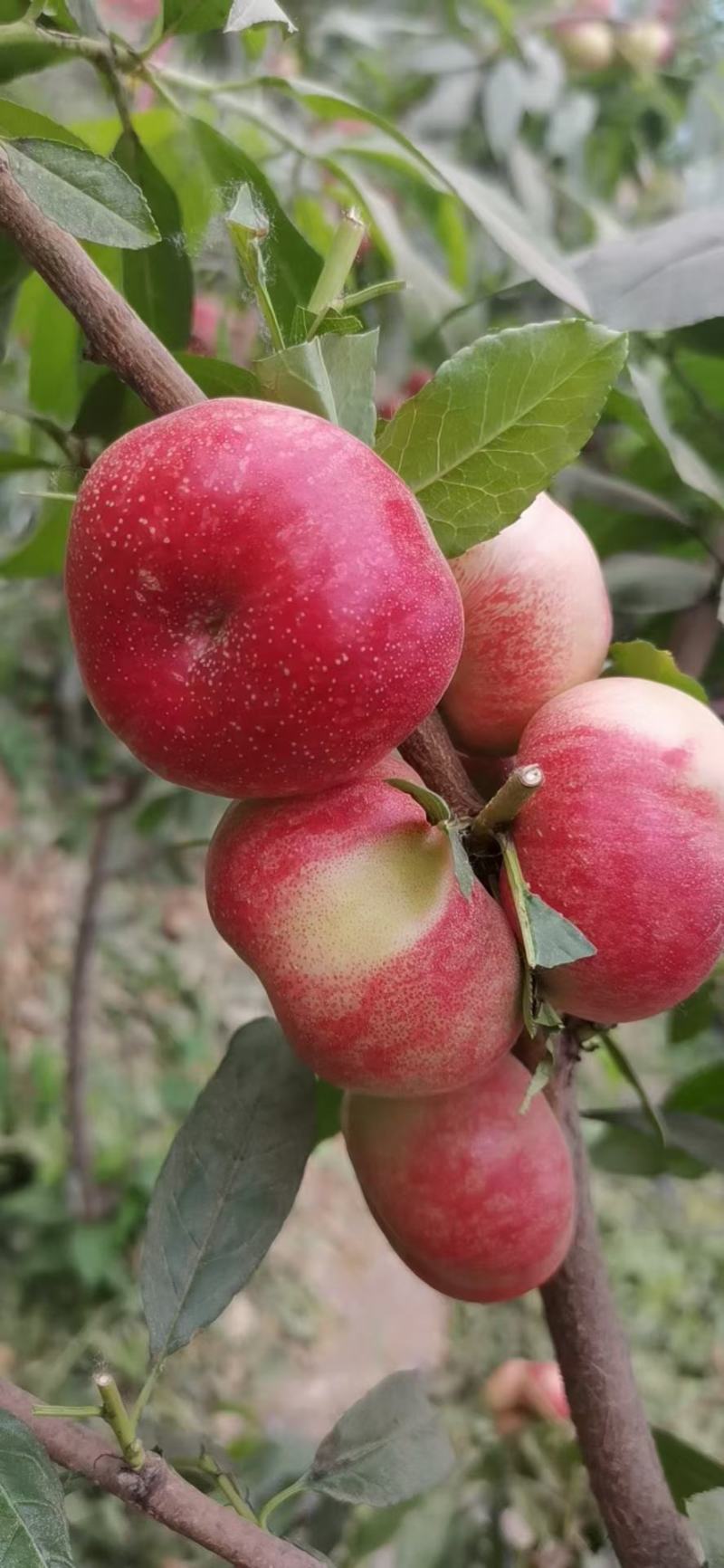 36-3蟠桃