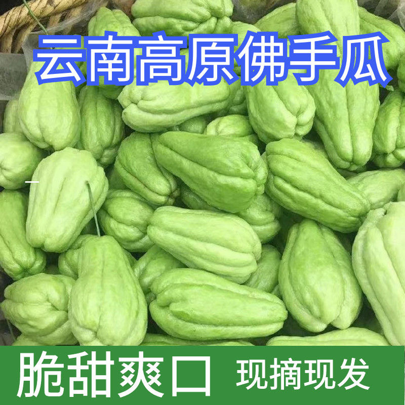【推荐】精选优品云南佛手瓜基地直供一手货源全国接单