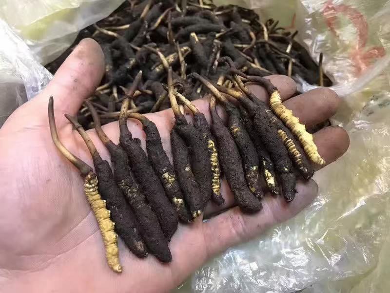 一年一季的冬虫夏草