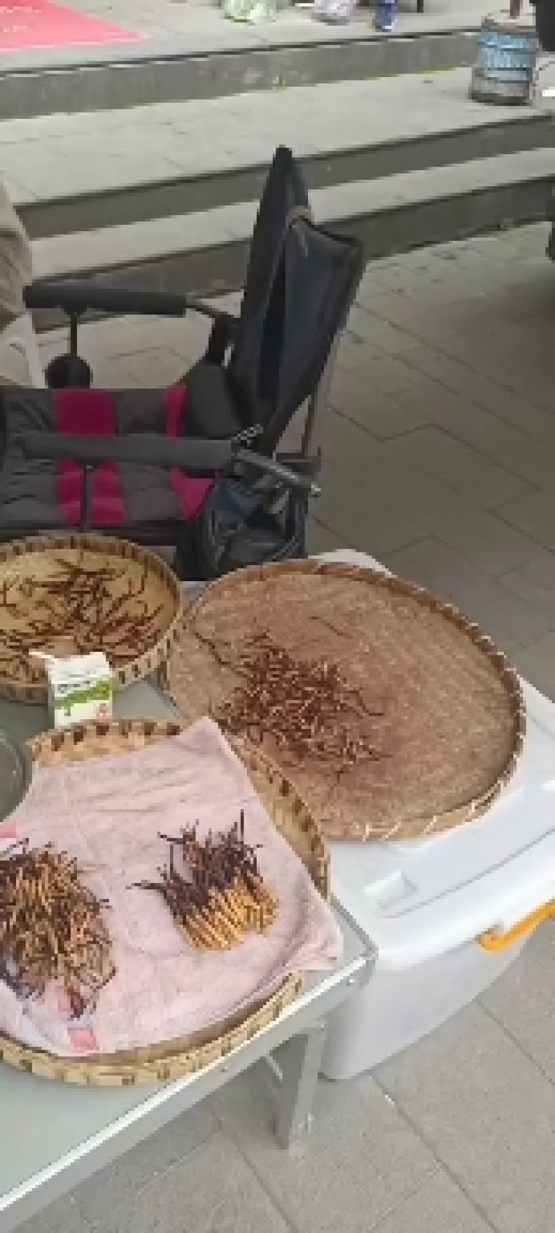 一年一季的冬虫夏草