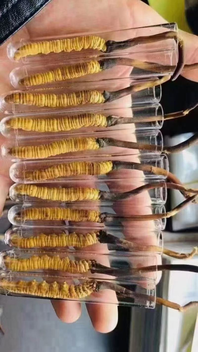 一年一季的冬虫夏草