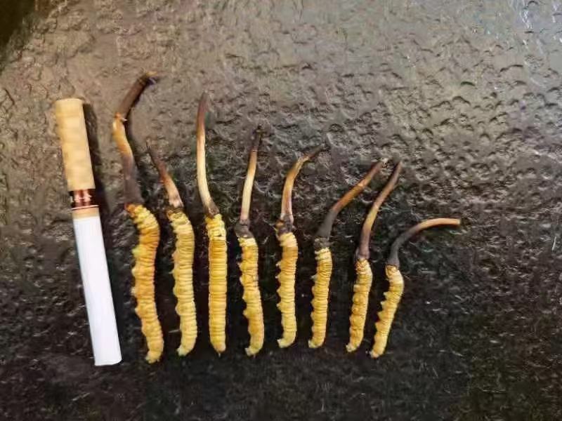 一年一季的冬虫夏草