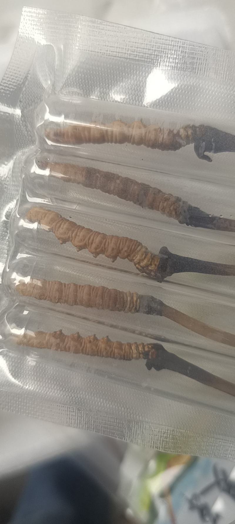 一年一季的冬虫夏草