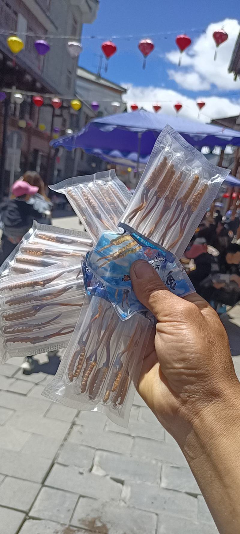 一年一季的冬虫夏草