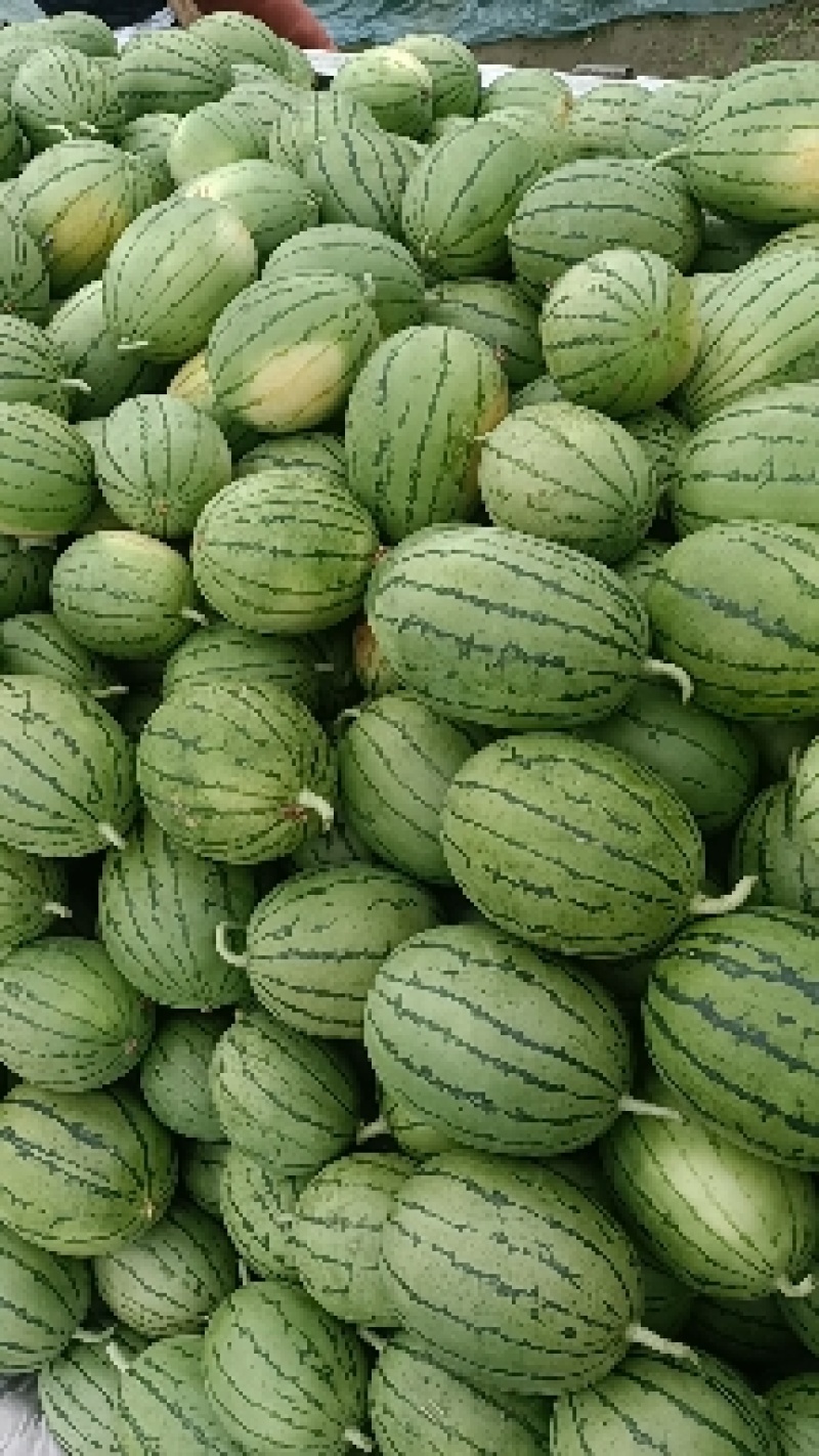 杭州萧山大棚小西瓜早春红玉秀玉等优良产品，专业种植小西瓜