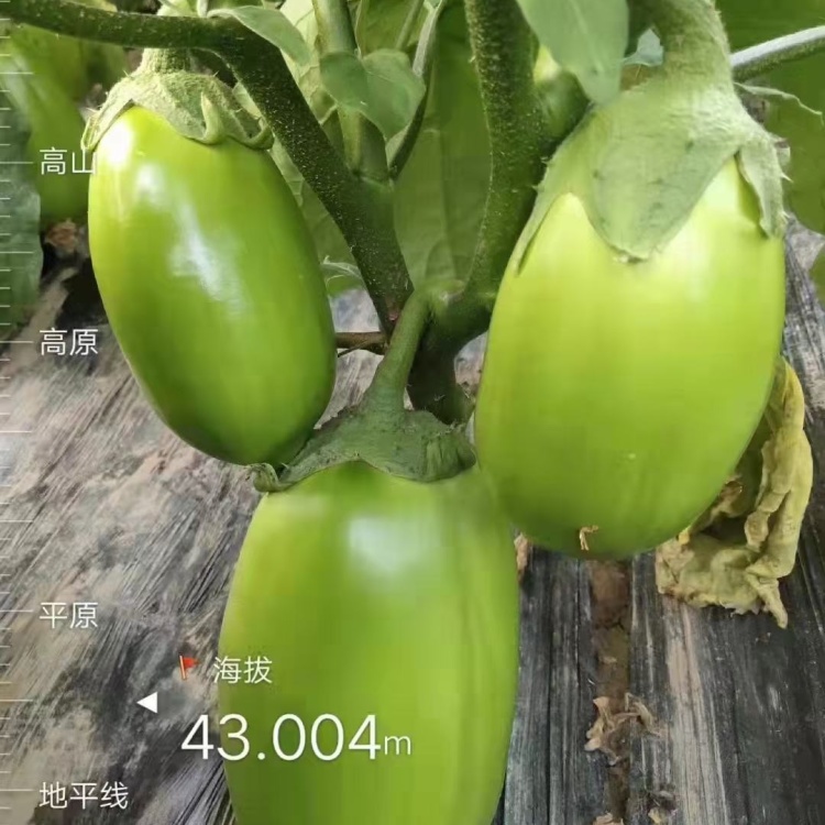 茄子苗批发]茄子苗抗热产量高瓜周正价格0.90元/棵- 一亩田