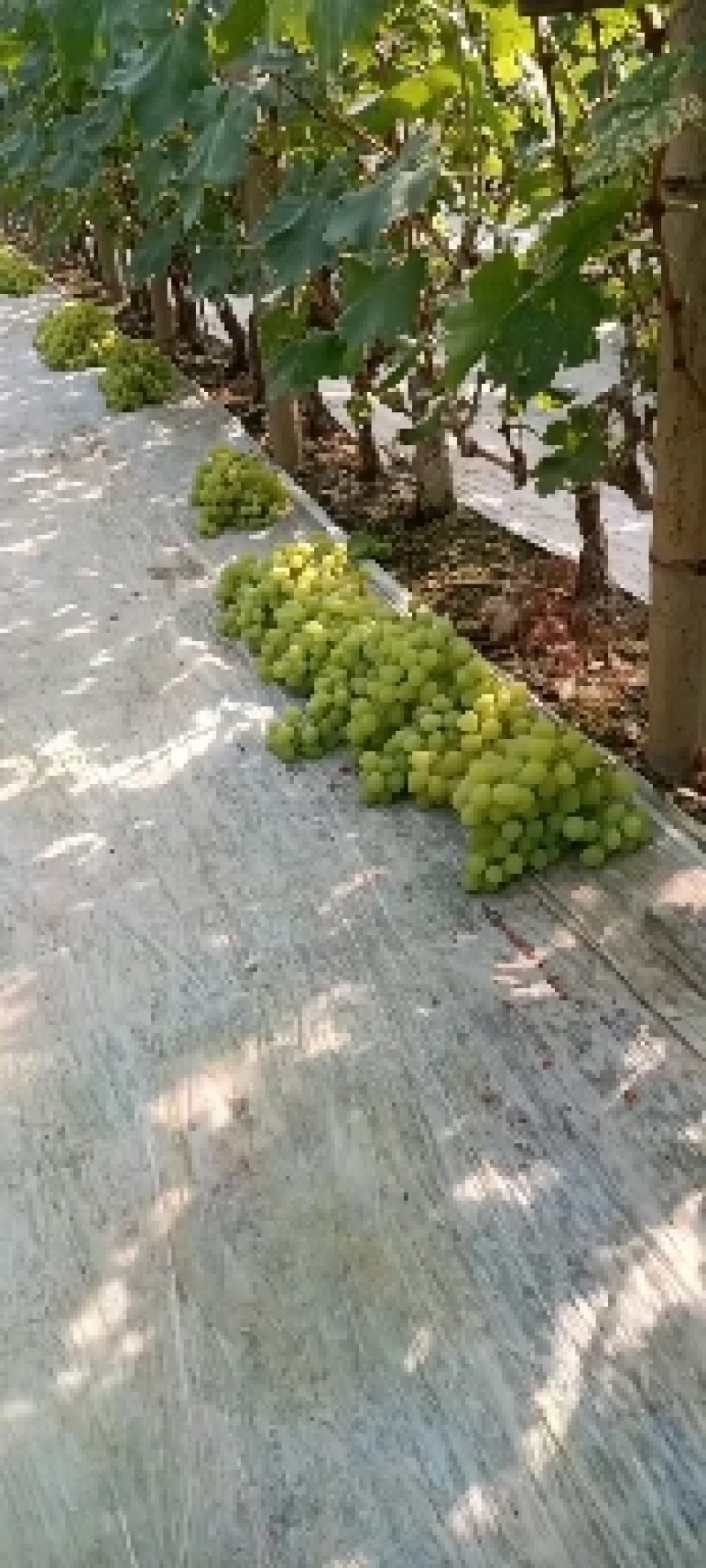 冷棚维多利亚大量上市，