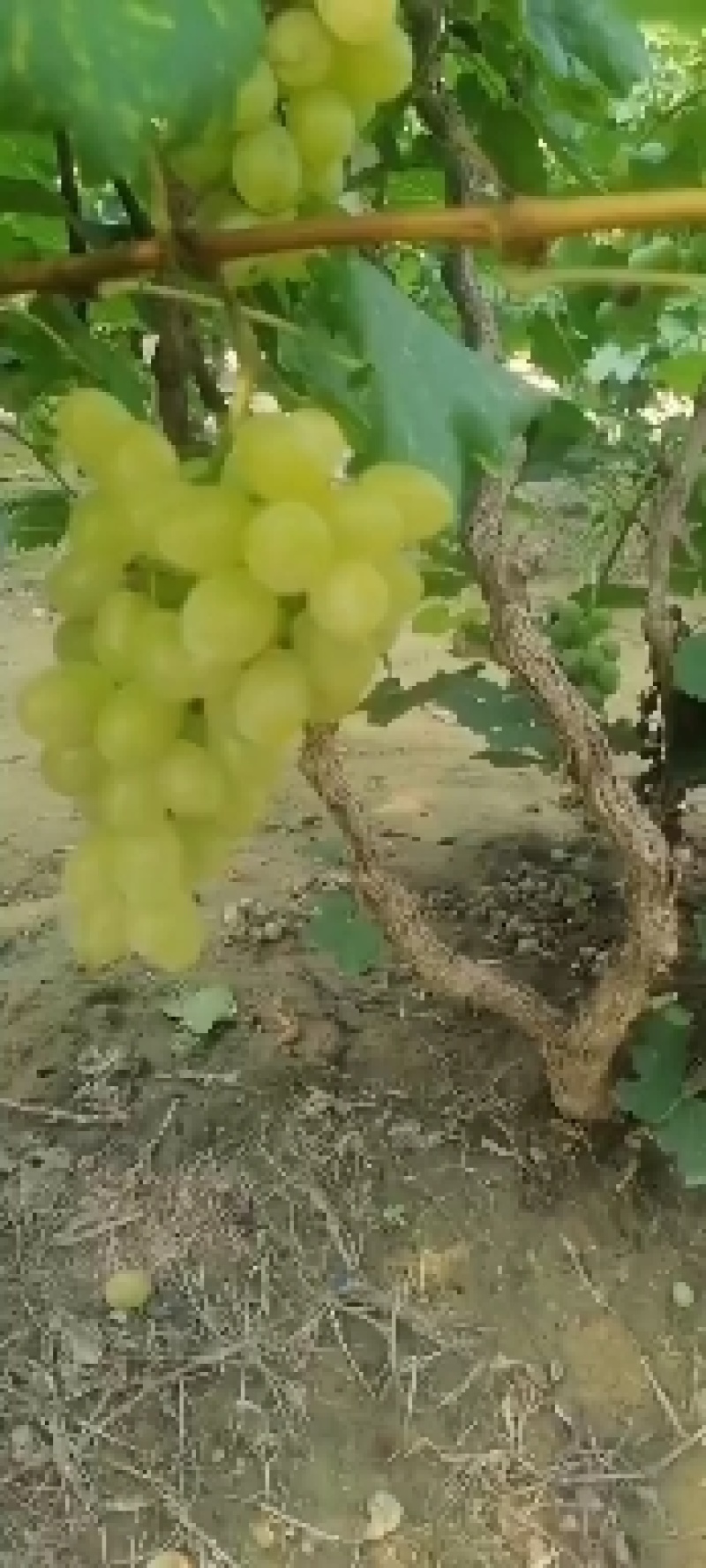 冷棚维多利亚大量上市，