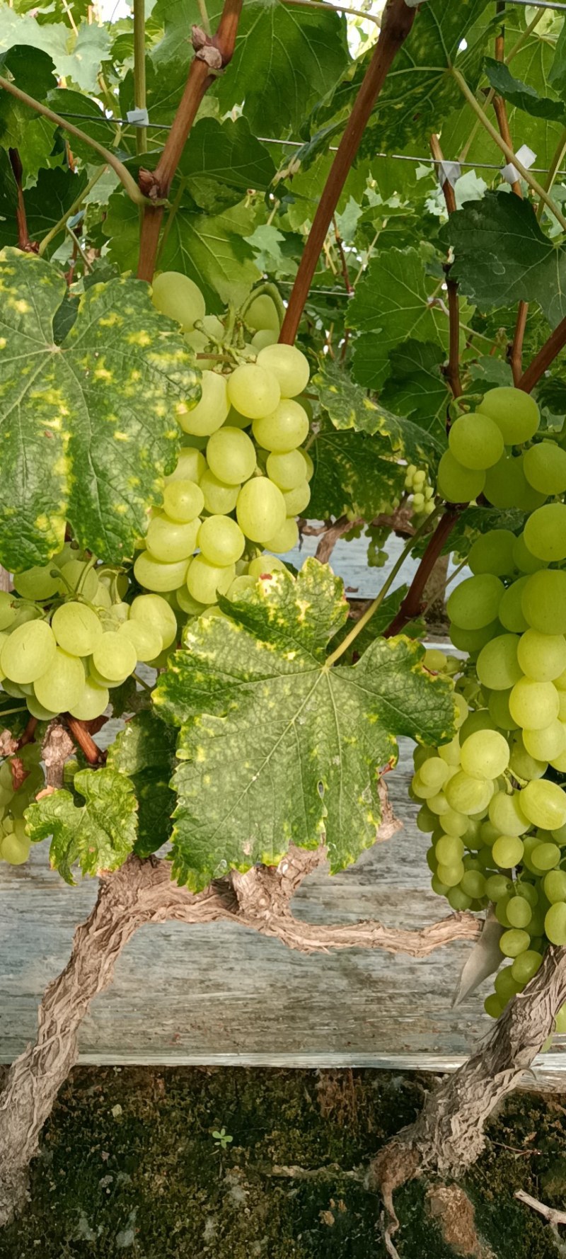 冷棚维多利亚大量上市，