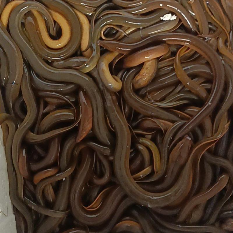 户外黄鳝