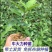 牛大力种苗带营养杯发货成活率强，全年可种植。