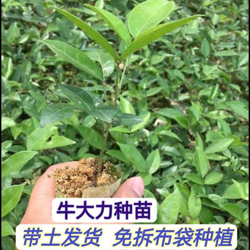 牛大力种苗带营养杯发货成活率强，全年可种植。