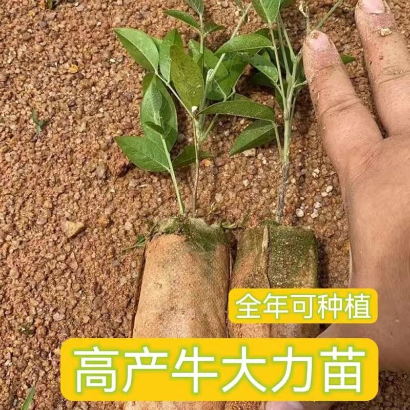 牛大力种苗带营养杯发货成活率强，全年可种植。