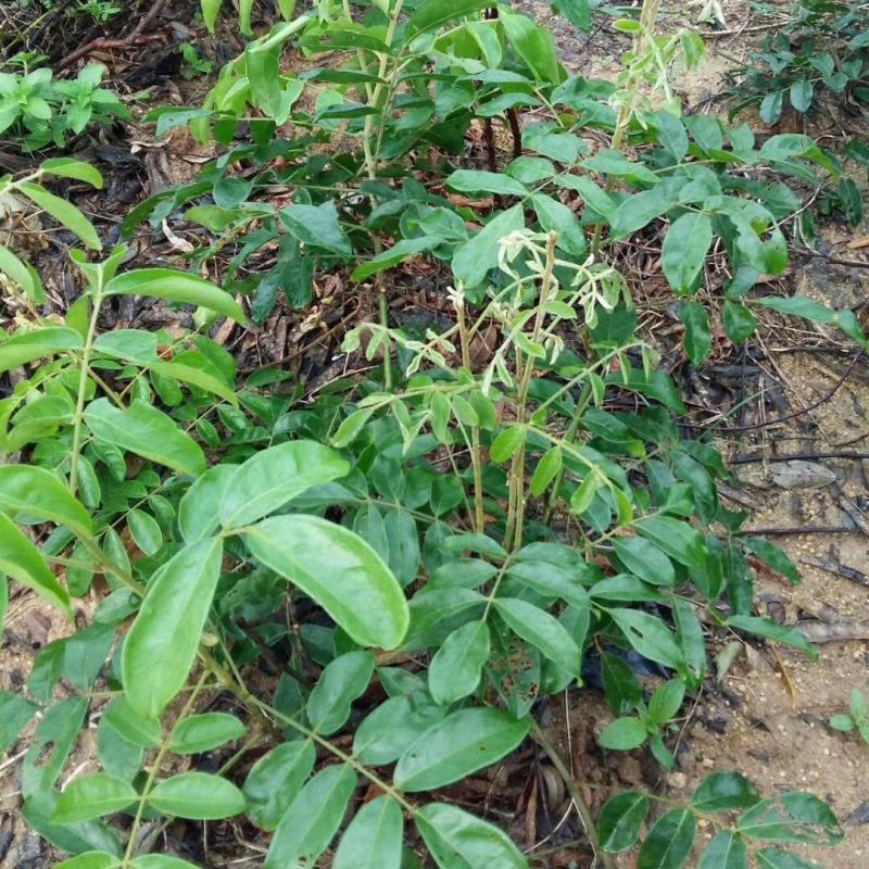 牛大力种苗带营养杯发货成活率强，全年可种植。