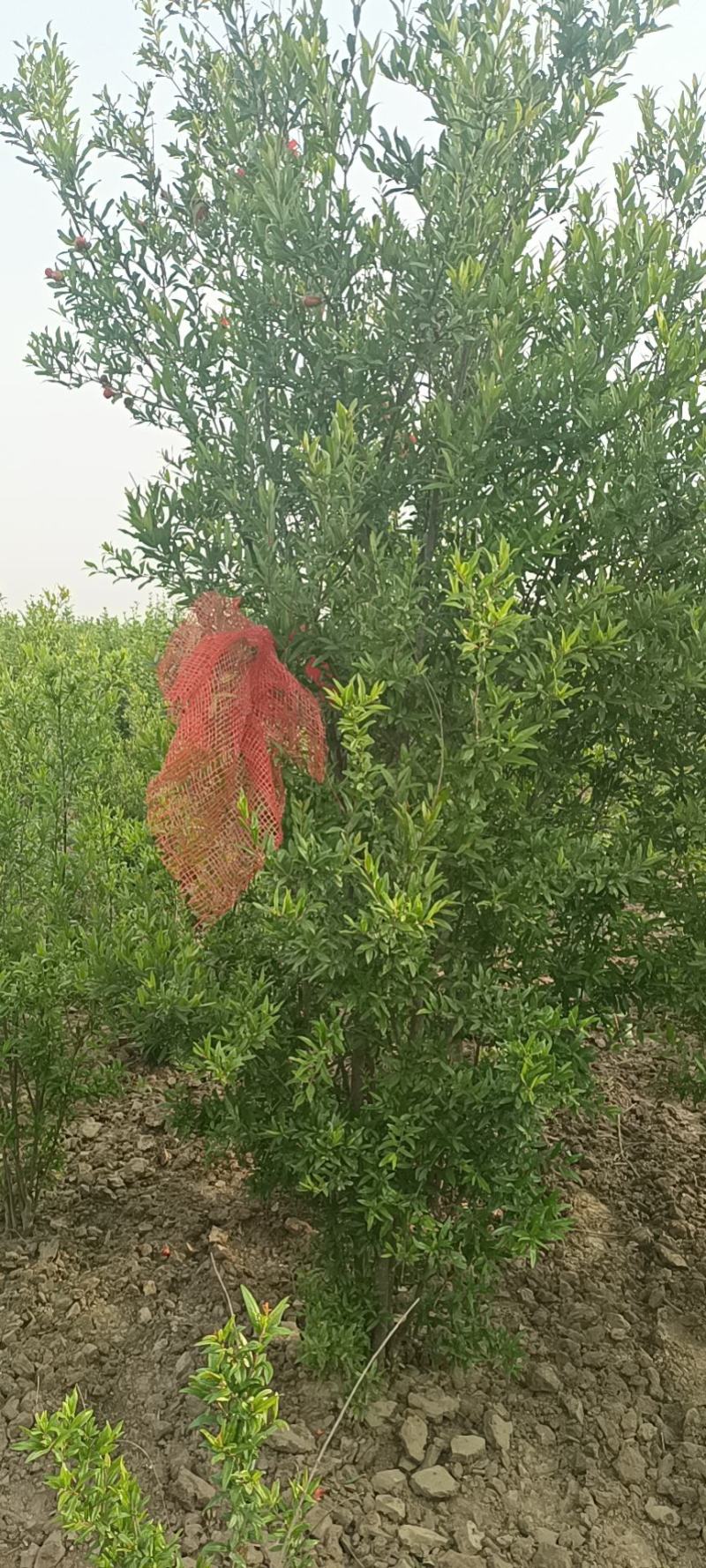 丛生花石榴