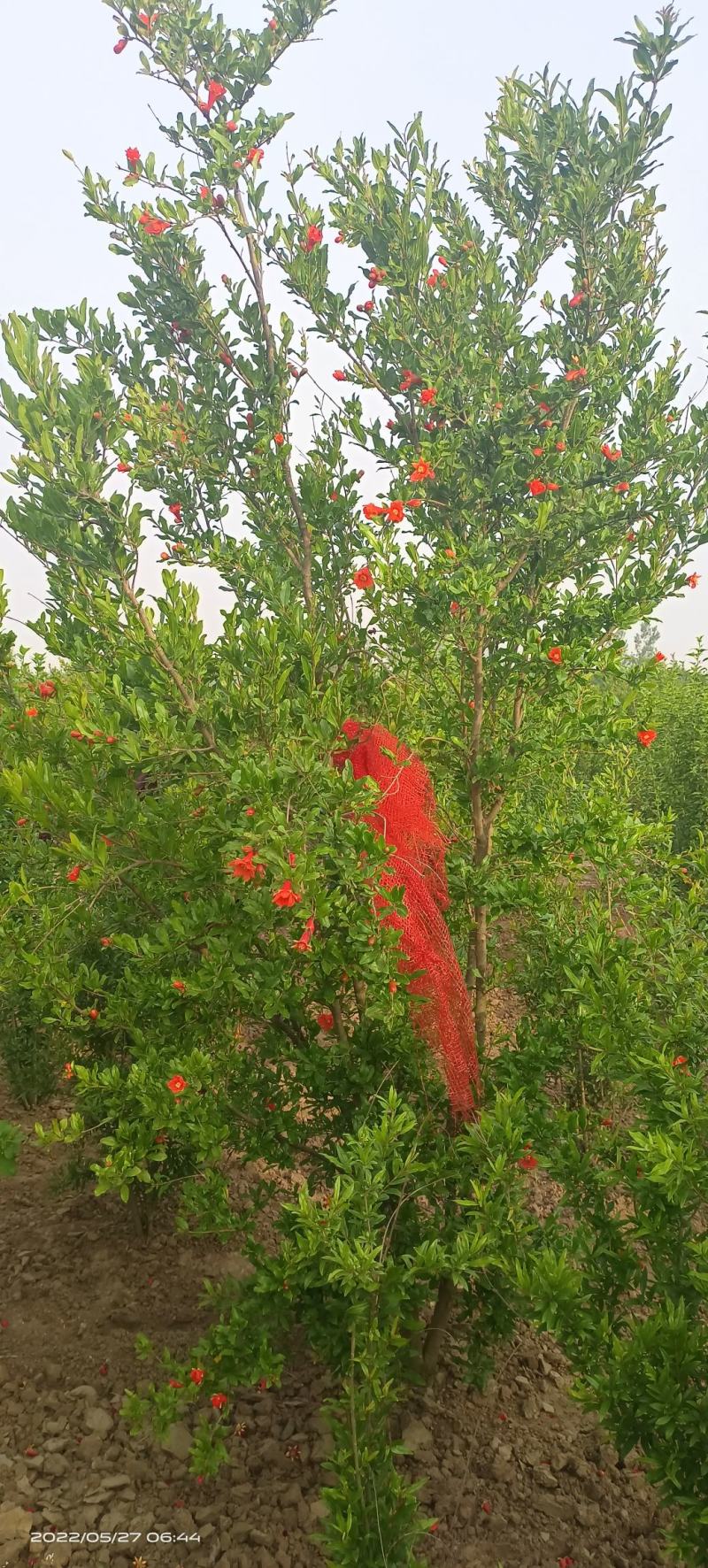 丛生花石榴