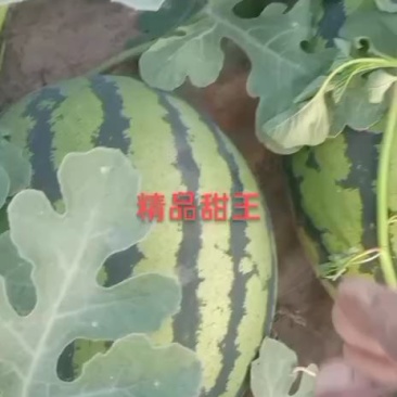 山东西瓜禹城甜王西瓜货源充足发往全国欢迎老板来电咨询订购