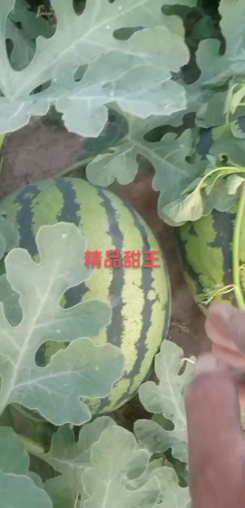 山东西瓜禹城甜王西瓜货源充足发往全国欢迎老板来电咨询订购