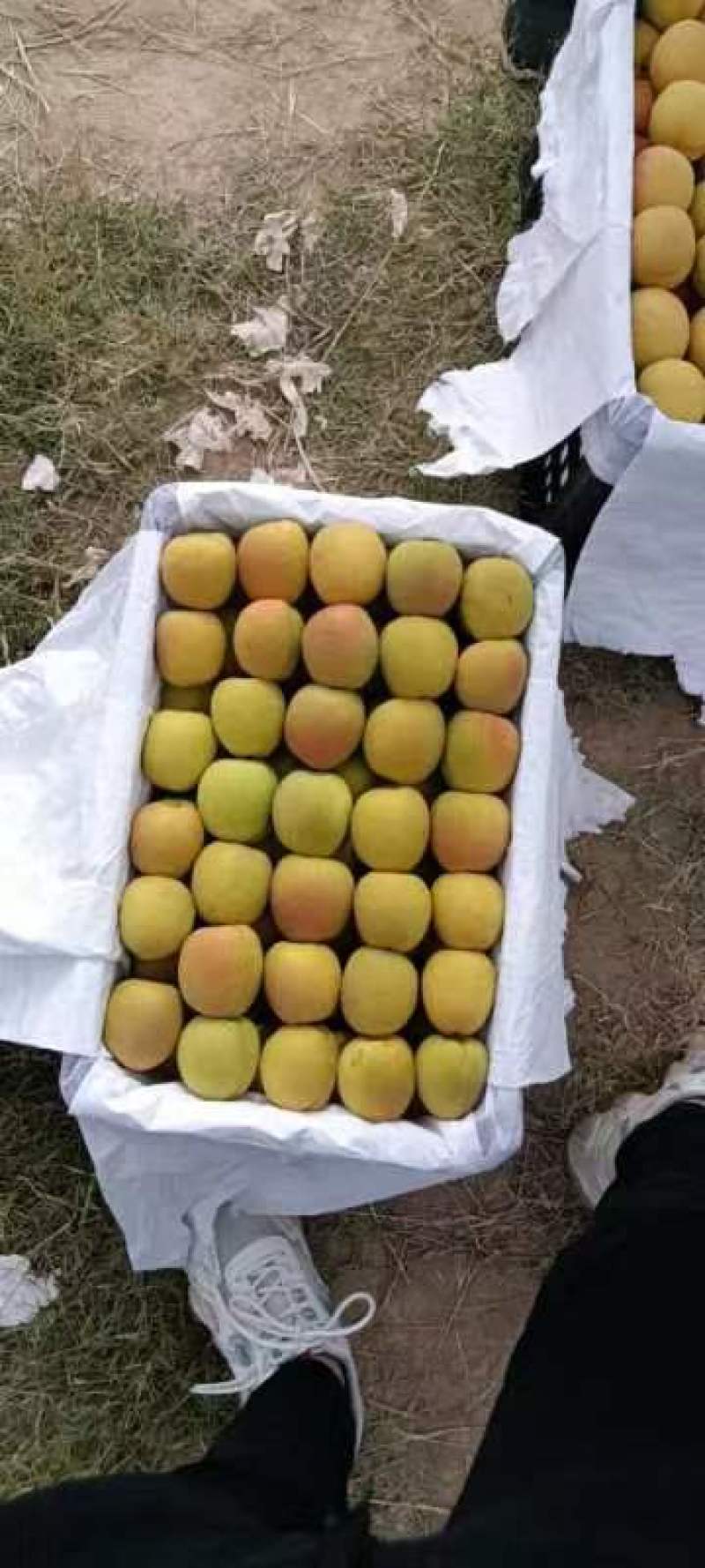 凯特油桃