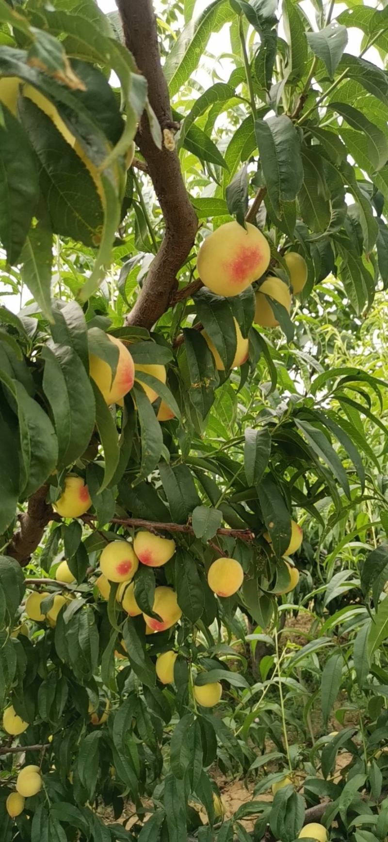 凯特油桃