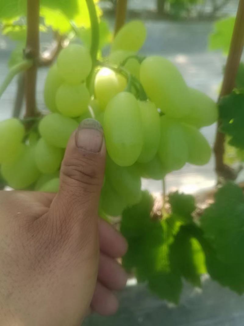 维多利亚大量上市中