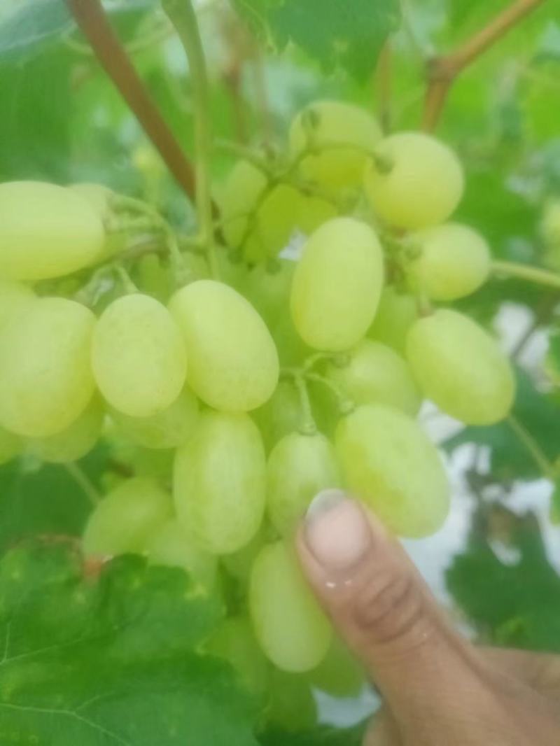 维多利亚大量上市中