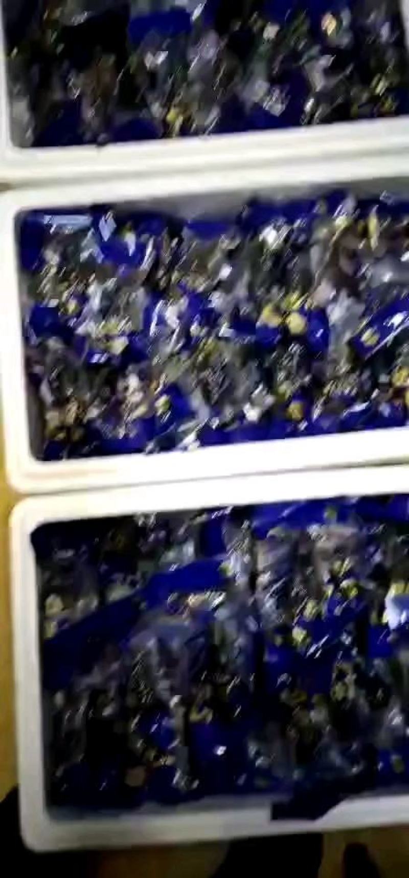 低压即食，口感软口！大连当地海刺参！全国发货