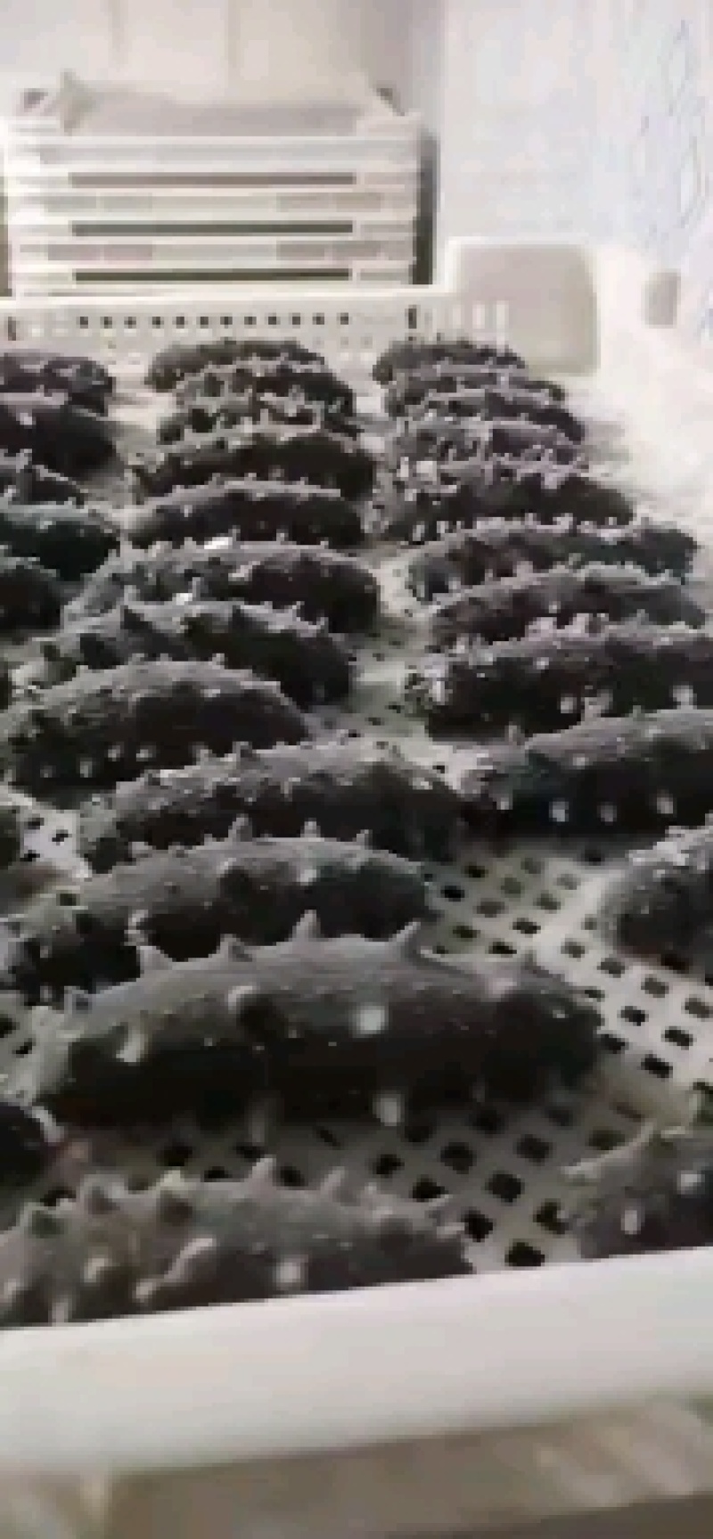 低压即食，口感软口！大连当地海刺参！全国发货