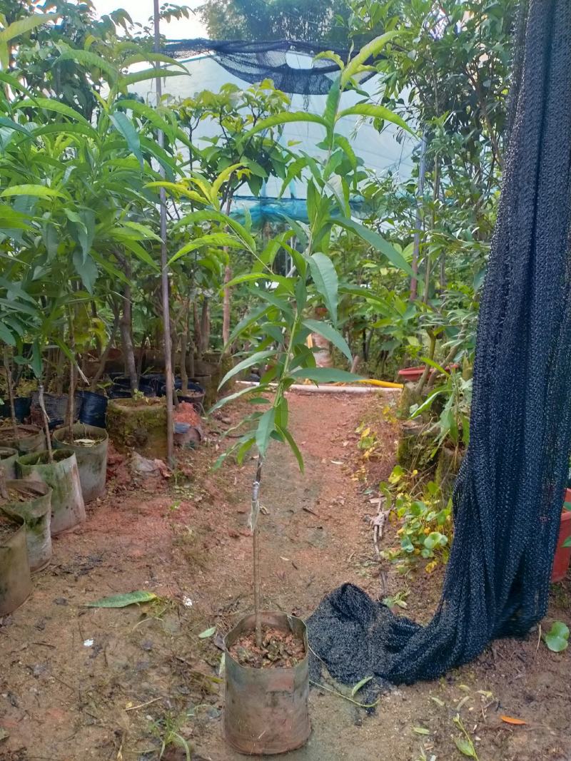 春蜜桃树苗50~60cm易成活一手货源基地直发质量保障