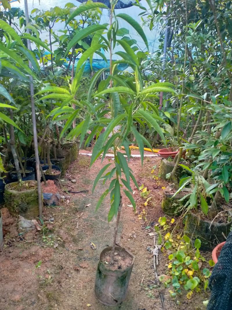 春蜜桃树苗50~60cm易成活一手货源基地直发质量保障