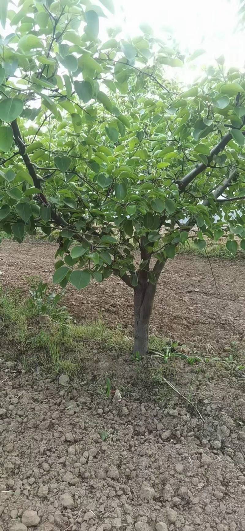 出售各种规格梨树10公分梨树15公分梨树果树