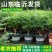 紫藤树苗嫁接紫藤多花清香爬藤老桩开花带香味盆栽地栽耐寒旱