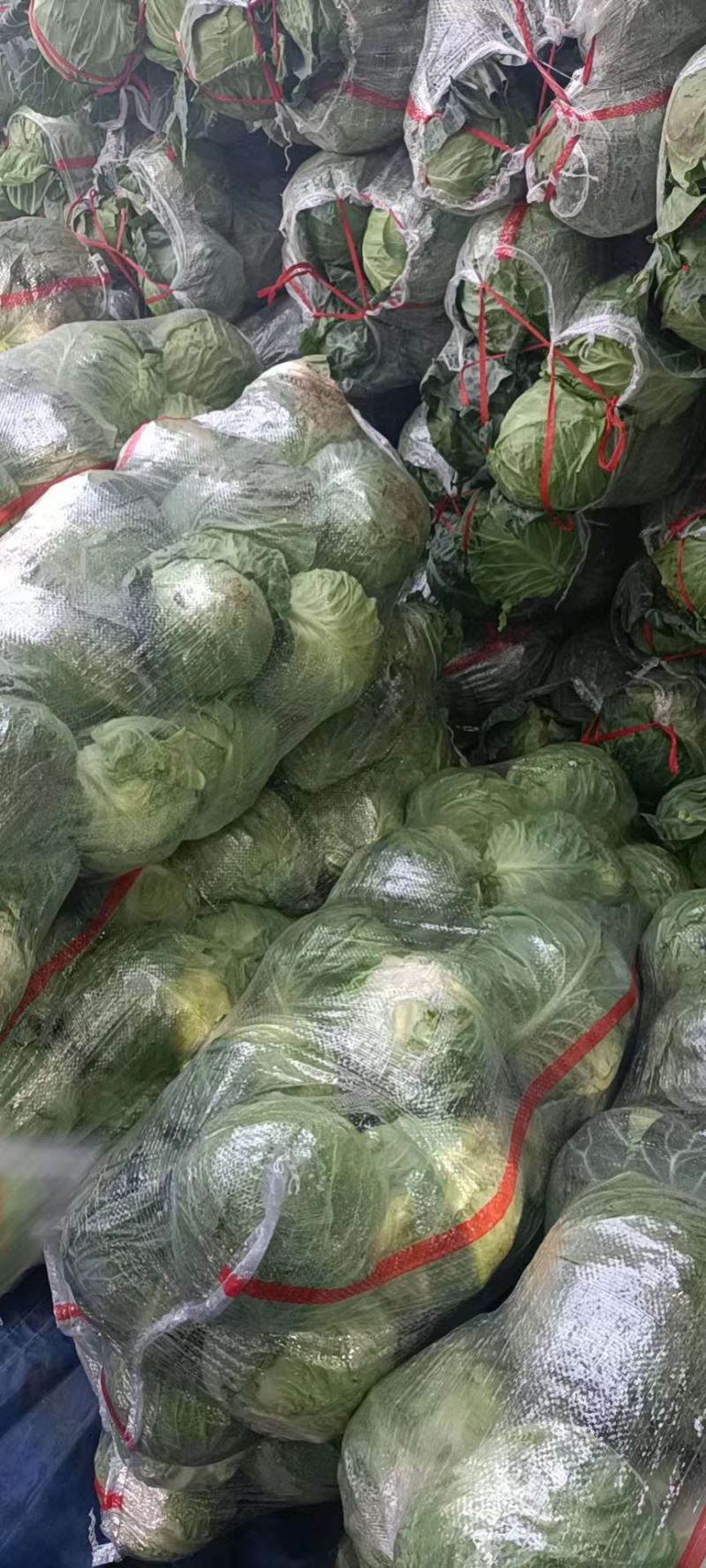 山西甘蓝圆包菜新货上市（袋装散装）质量保证