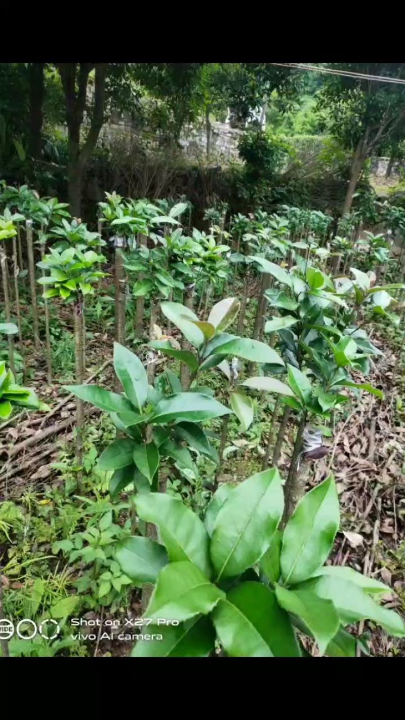 销售产品包心桂花苗，广西桂林中园绿化基地，
