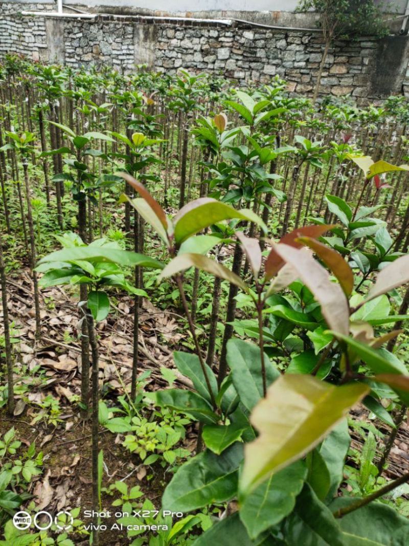 销售产品包心桂花苗，广西桂林中园绿化基地，