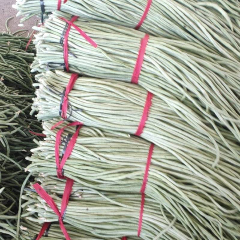 山东长豆角大量上市，有长期发货的老板可以联系了，