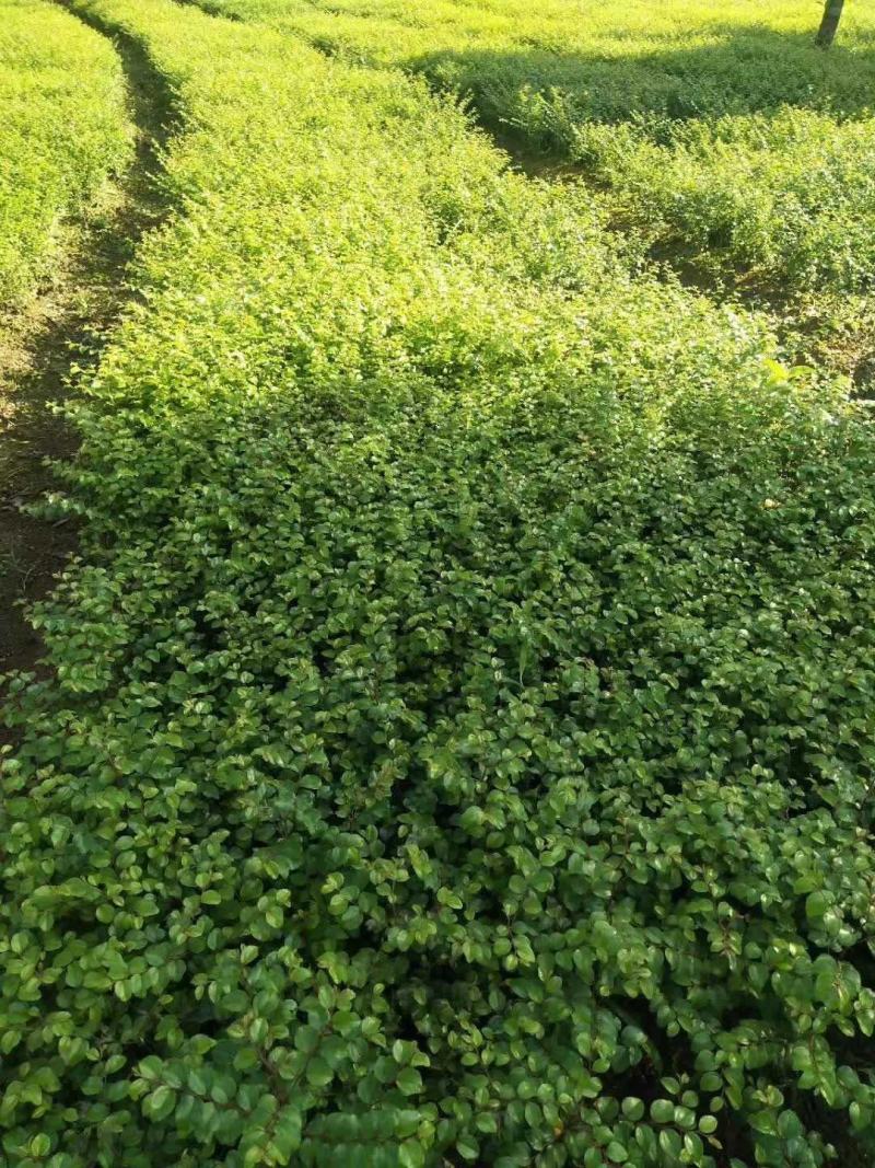 铁篱笆苗，马甲子，广西桂林中园绿化基地，，