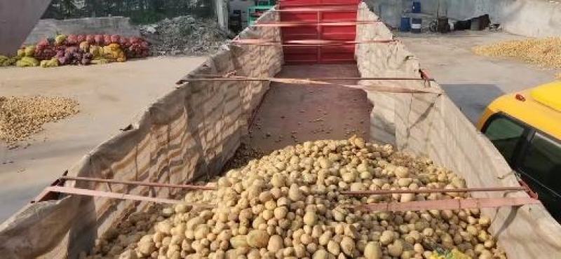 新荷兰十五土豆黄壤货源充足，挑选包装物流服务。
