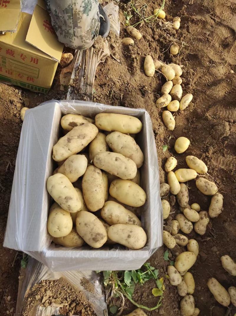 新荷兰十五土豆黄壤货源充足，挑选包装物流服务。