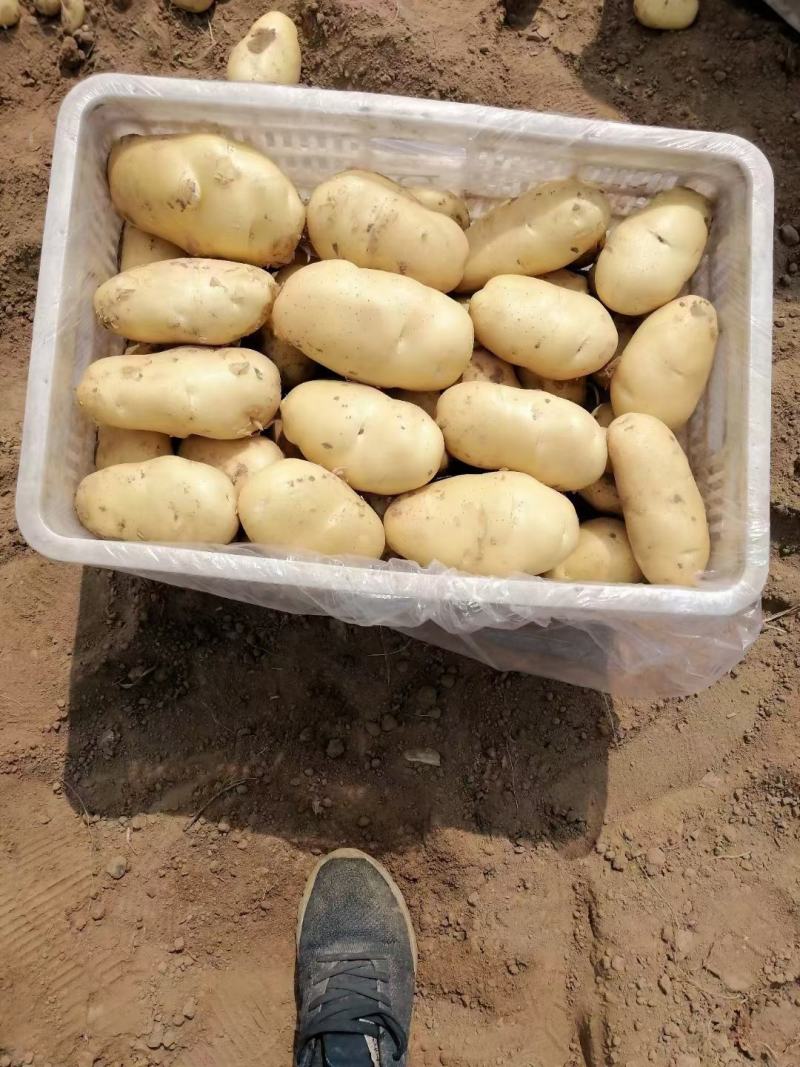 新荷兰十五土豆黄壤货源充足，挑选包装物流服务。