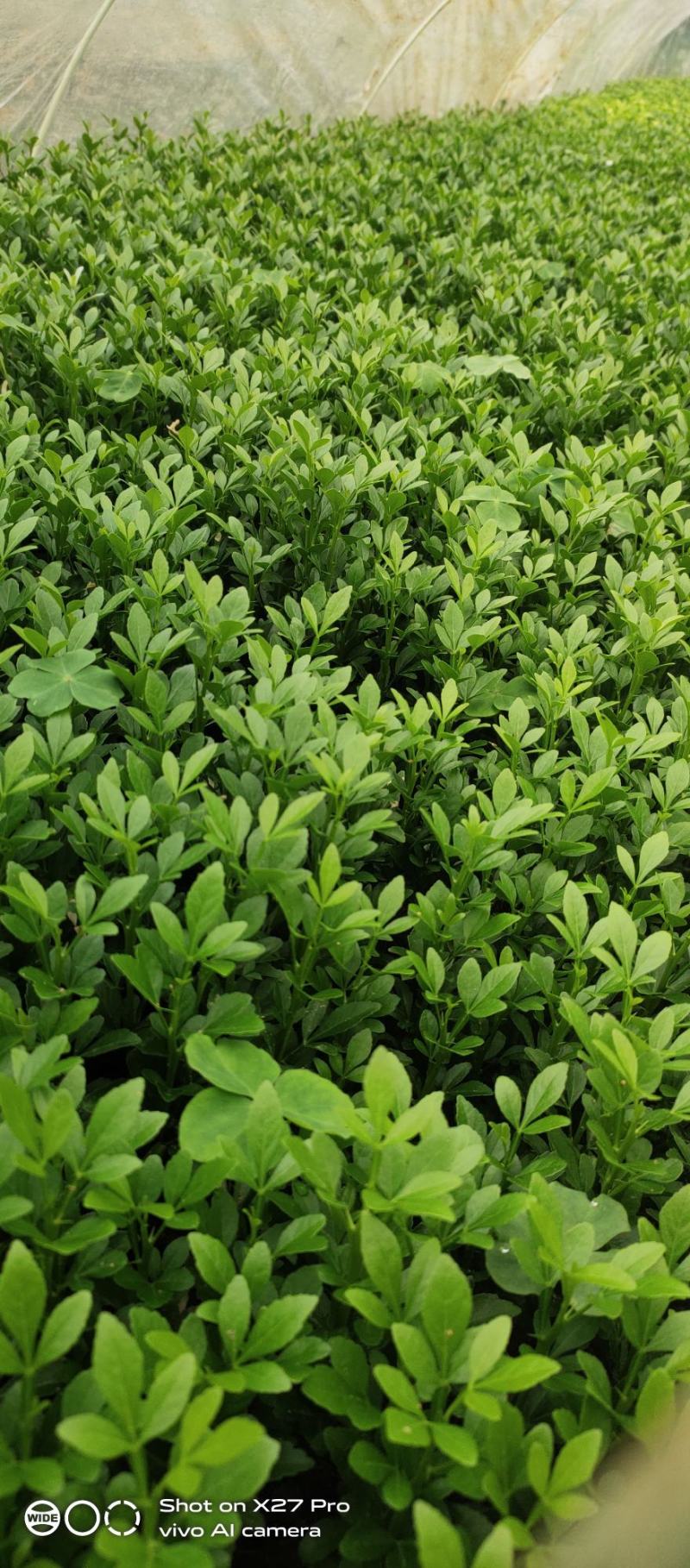 销售产品枳壳小苗，广西桂林中园绿化果苗基地，